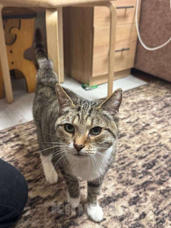 Кошки в Калуге: Кошка Девочка, Бесплатно - фото 1