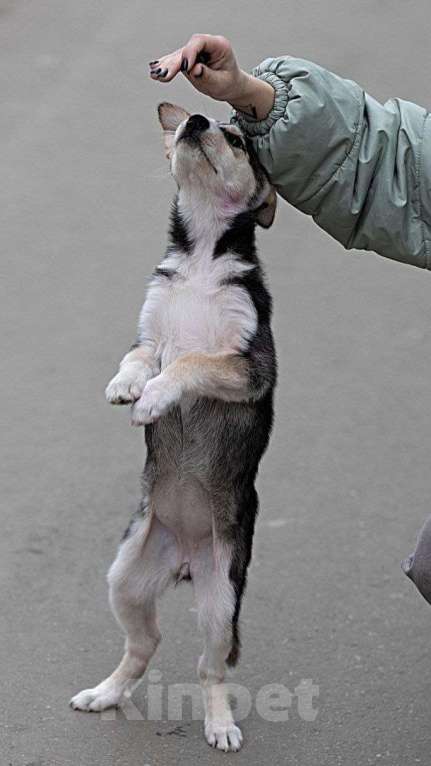 Собаки в Ульяновске: Мерлин Девочка, 500 руб. - фото 4