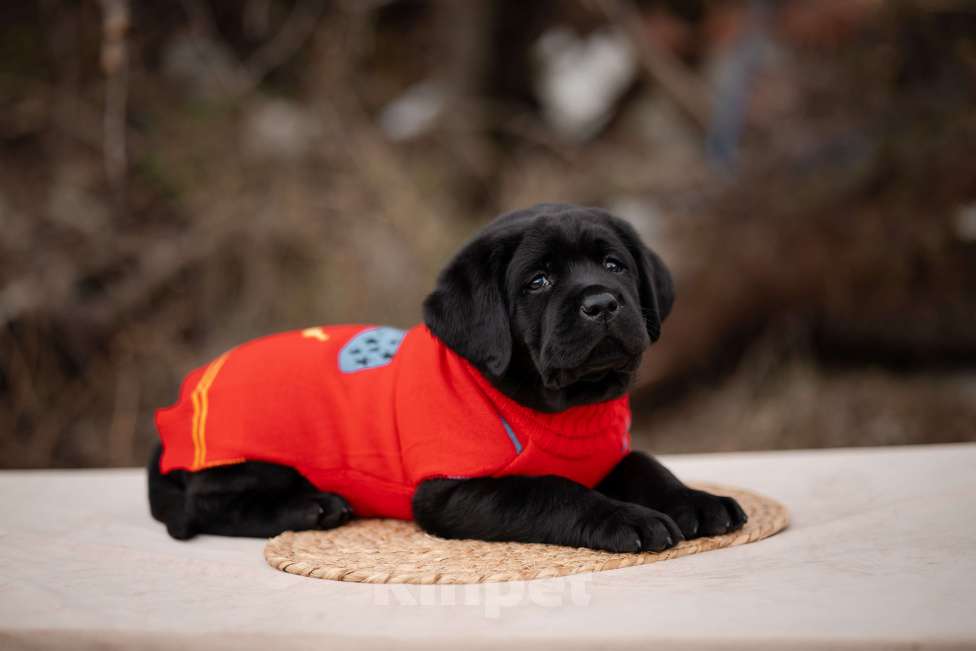 Собаки в Новороссийске: черный парень Мальчик, Бесплатно - фото 2