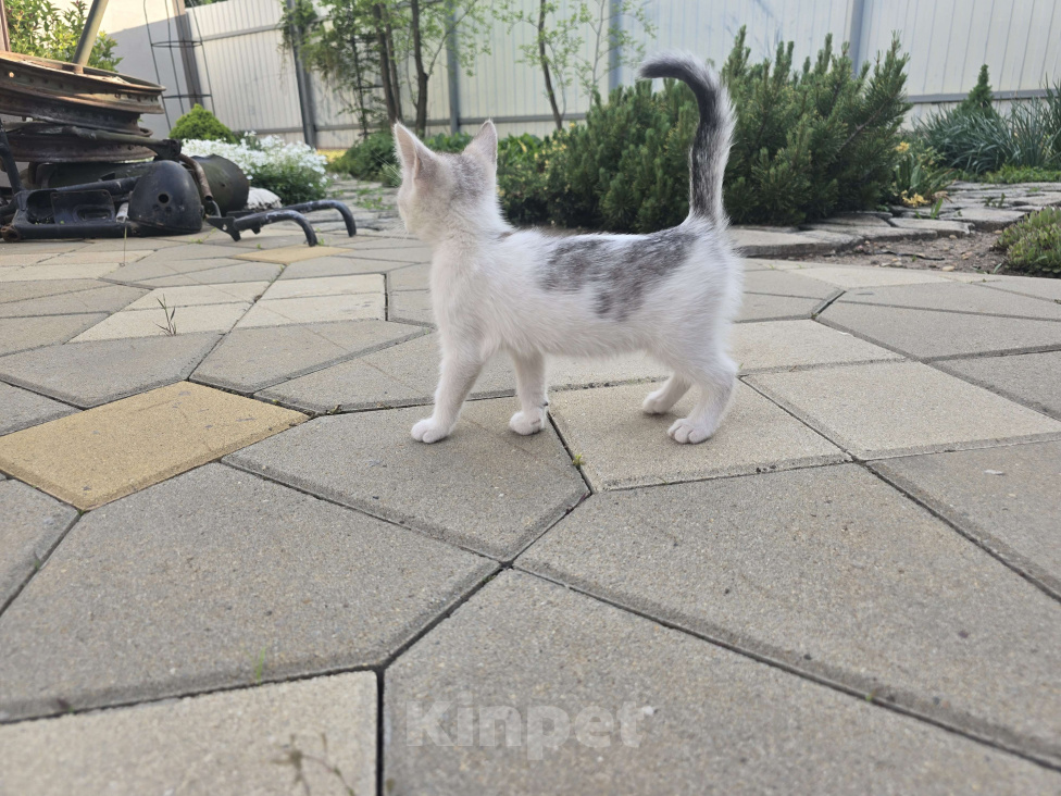 Кошки в Ростове-на-Дону: Девочка 1.5 месяца ищет дом Девочка, Бесплатно - фото 5