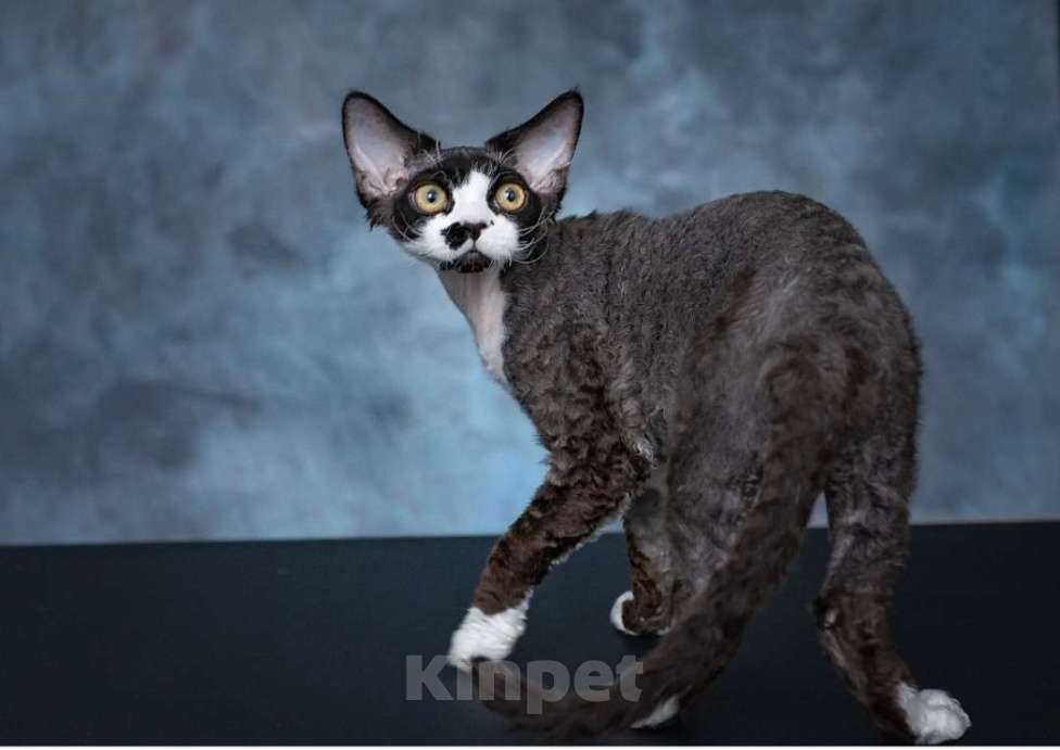 Кошки в Воронеже: Котенок девон рекс мальчик Мальчик, 100 000 руб. - фото 5