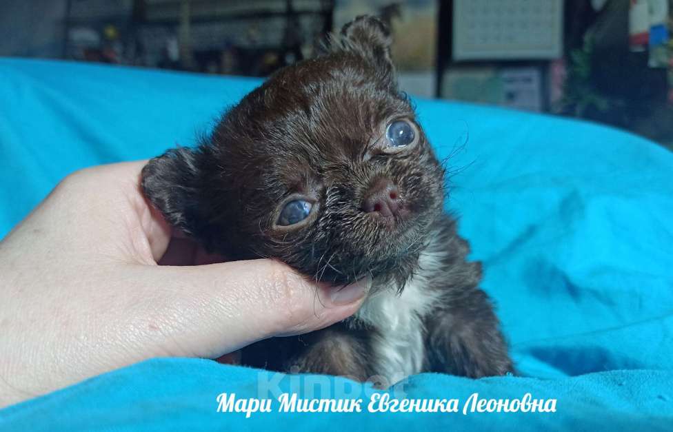 Собаки в Санкт-Петербурге: Евгеника длинношерстная чихуахуа шоколадного окраса Девочка, 100 000 руб. - фото 1