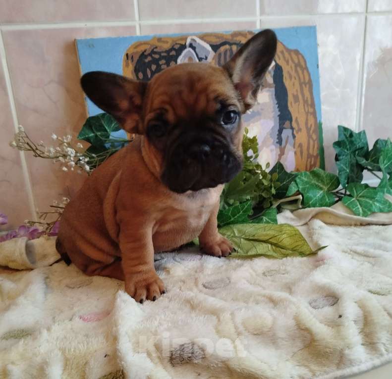 Собаки в Москве: Милый мальчик французский бульдог. Мальчик, 45 000 руб. - фото 4