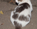Кошки в Москве: Белая кошка с пятнами, Марго, 2-3 года, Бесплатно - фото 8