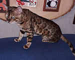 Кошки в Кемерово: Кот на вязку, 10 000 руб. - фото 2