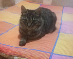 Кошки в Хасавюрте: Бобтейл кот, 3 000 руб. - фото 1