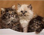 Кошки в Ливны: Роскошные сибирские котята, 6 000 руб. - фото 1