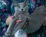 Кошки в Сосновом Бору: Котята русской голубой кошки, 30 000 руб. - фото 2