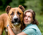 Собаки в Видном: Бархан ждет семью Мальчик, Бесплатно - фото 7