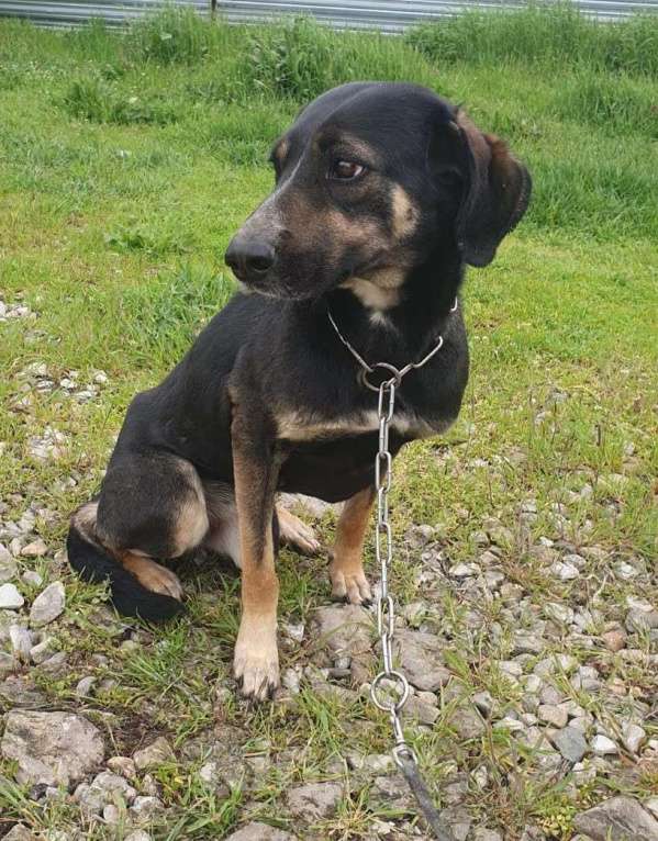 Собаки в Краснодаре: Добрая собака Девочка, Бесплатно - фото 2