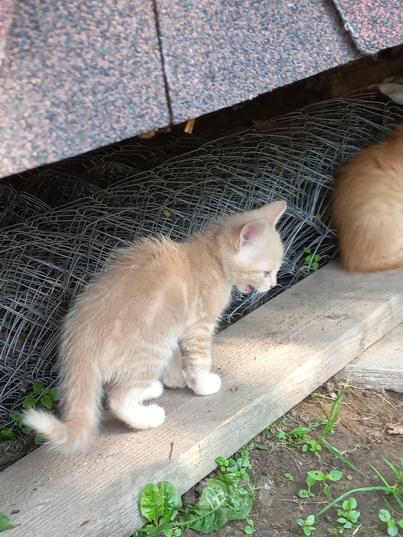 Кошки в других городах Московской области: Котята полтора месяца в добрые руки Мальчик, Бесплатно - фото 4