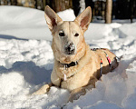 Собаки в Москве: собака Ханна ищет дом Девочка, Бесплатно - фото 1