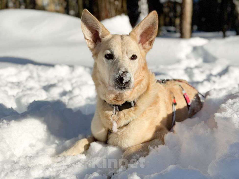 Собаки в Москве: собака Ханна ищет дом Девочка, Бесплатно - фото 1
