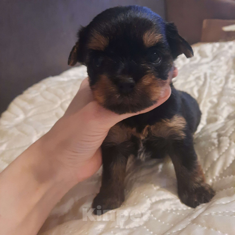 Собаки в Набережных Челнах: Цветной йорк с шокогеном Девочка, 55 000 руб. - фото 3