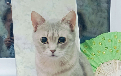 Ласковая кошечка в добрые руки