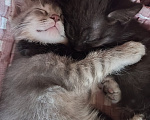 Кошки в Уфе: Котята, 2 мес Девочка, Бесплатно - фото 9