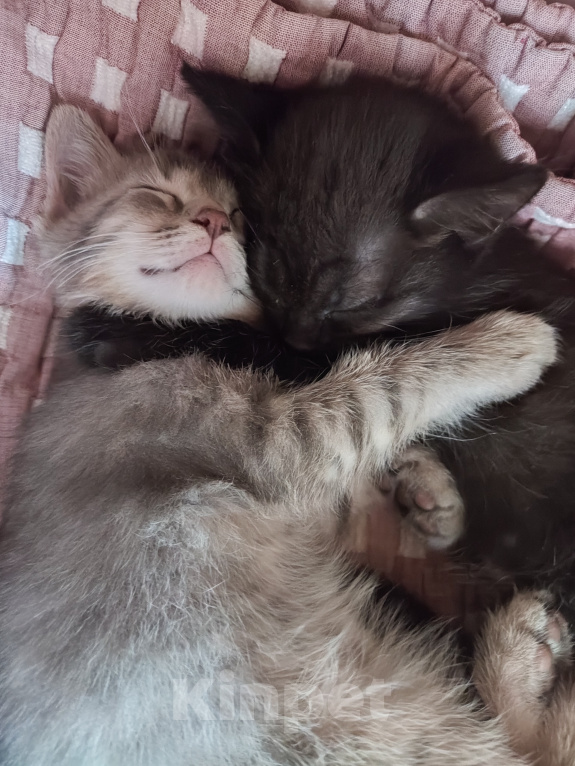 Кошки в Уфе: Котята, 2 мес Девочка, Бесплатно - фото 9