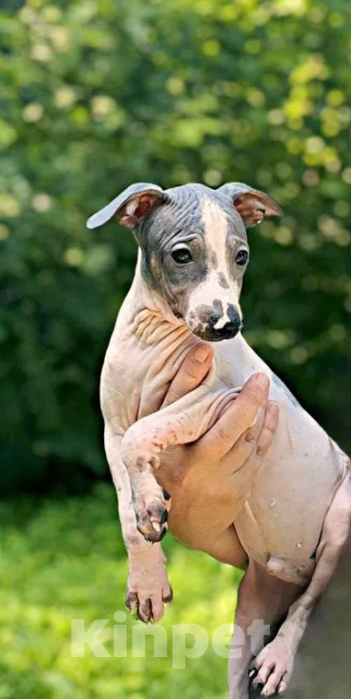 Собаки в Москве: Американский голый терьер, щенок Мальчик Мальчик, 25 000 руб. - фото 2