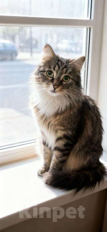 Кошки в Москве: Пушистая кошка в добрые руки Девочка, Бесплатно - фото 3