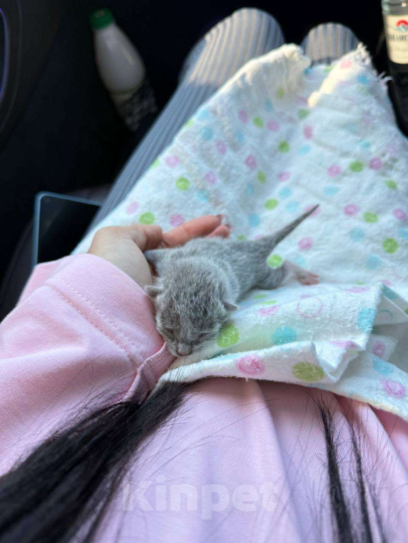Кошки в Орле: Ищем добрые руки для котенка! Девочка, Бесплатно - фото 1