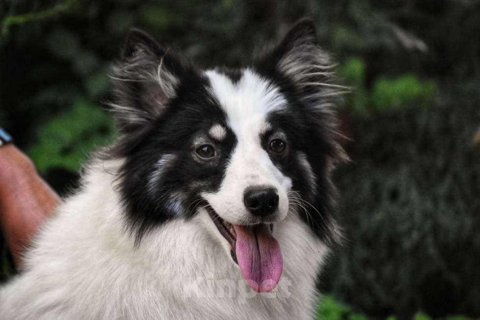 Собаки в Москве: Ненецкая оленегонная лайка. Сука Царица Томирис.  Девочка, 60 000 руб. - фото 6