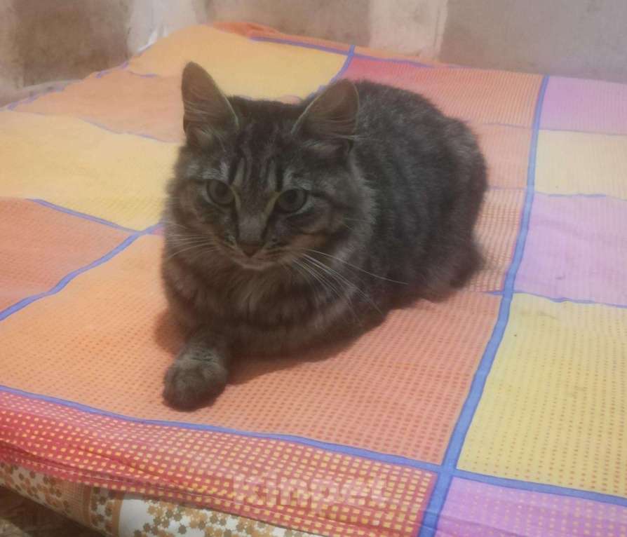 Кошки в Хасавюрте: Бобтейл кот, 3 000 руб. - фото 1