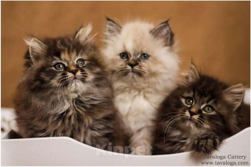 Кошки в Ливны: Роскошные сибирские котята, 6 000 руб. - фото 1