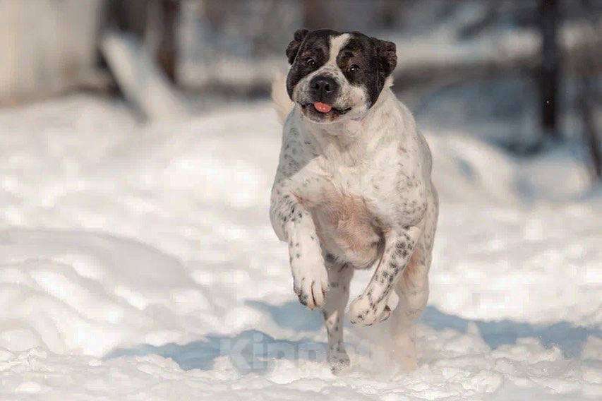 Собаки в Москве: Красивый пёс необычного окраса ищет дом Мальчик, 1 руб. - фото 3