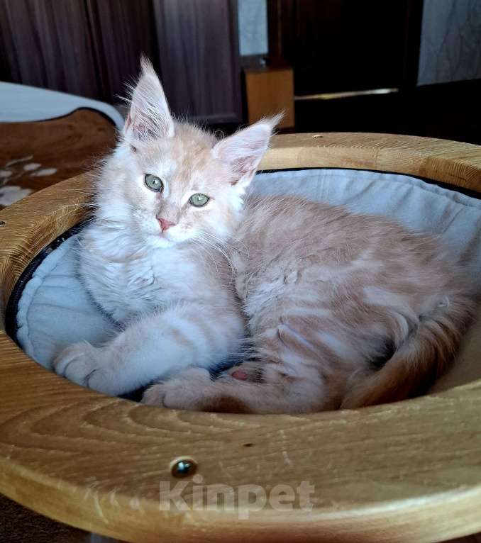 Кошки в Санкт-Петербурге: Кот от питомника мейн-кунов  Мальчик, Бесплатно - фото 2