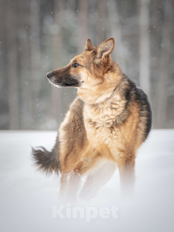 Собаки в Клине: Фундук — ласковый добряк, который ищет свою семью Мальчик, Бесплатно - фото 3
