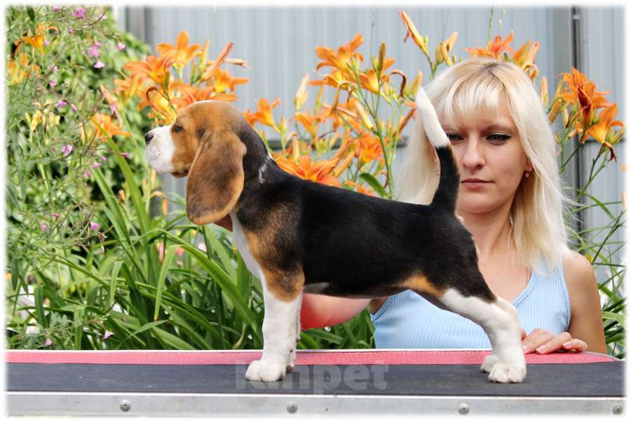 Собаки в Москве: бигли ркф Мальчик, 60 000 руб. - фото 2