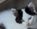 Кошки в Калуге: Котенок-джентльмен Домино Мальчик, Бесплатно - фото 1