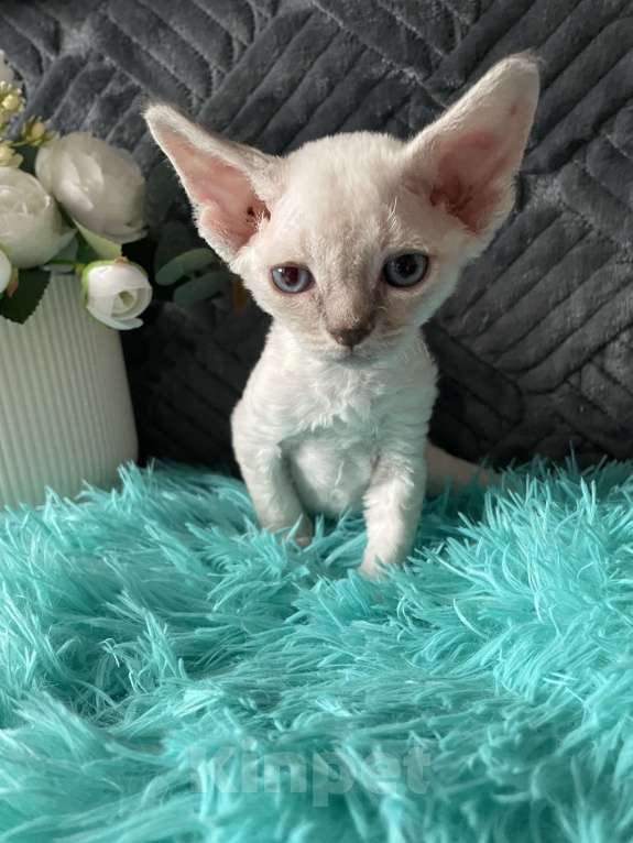 Кошки в Москве: Котенок Девон Рекс мальчик с голубыми глазами Мальчик, 60 000 руб. - фото 7