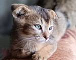 Кошки в Прокопьевске: Котята Мальчик, 3 000 руб. - фото 2