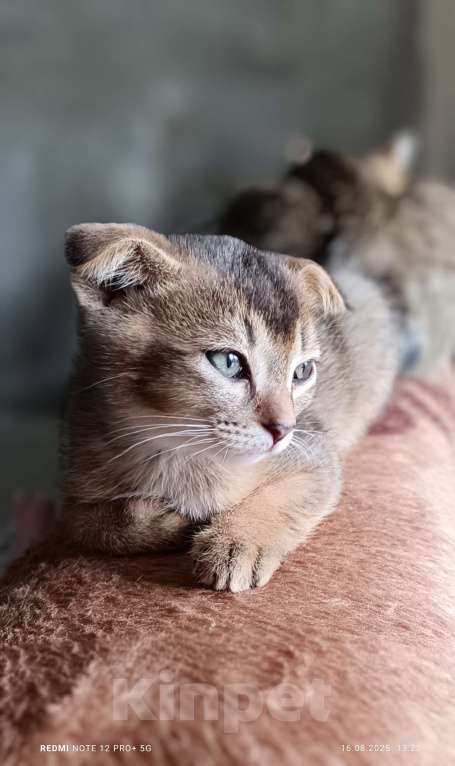 Кошки в Прокопьевске: Котята Мальчик, 3 000 руб. - фото 2