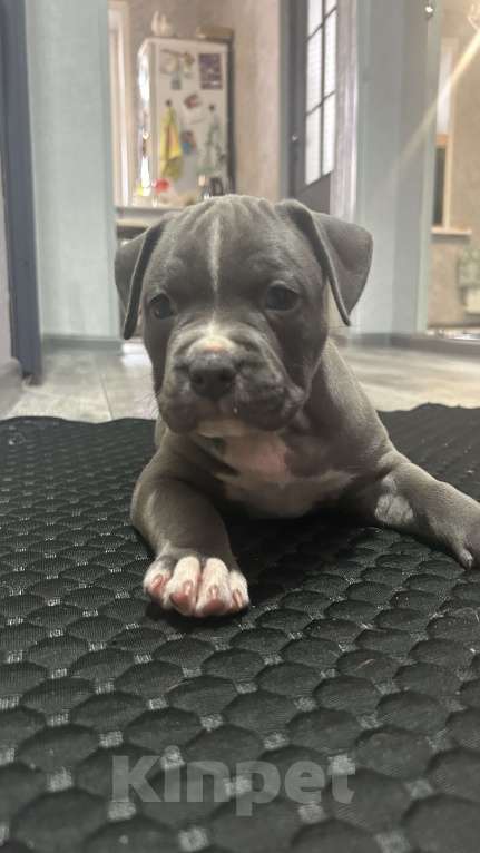 Собаки в Курске: Щенки АСТ Девочка, 40 руб. - фото 4