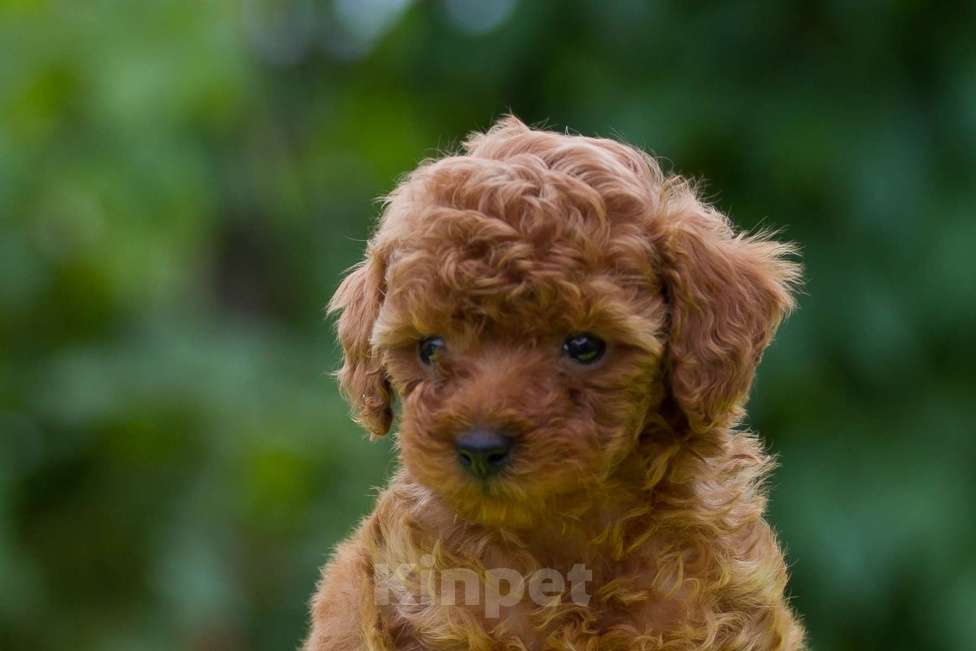 Собаки в Раменском: той пуделята Девочка, Бесплатно - фото 3