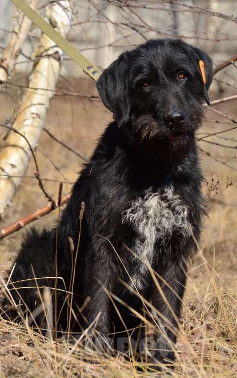 Собаки в Воронеже: Пёс помесь с курцхааром в добрые руки  Мальчик, Бесплатно - фото 5