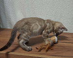 Кошки в Нижнем Новгороде: Кот минк уголь Мальчик, 50 000 руб. - фото 7