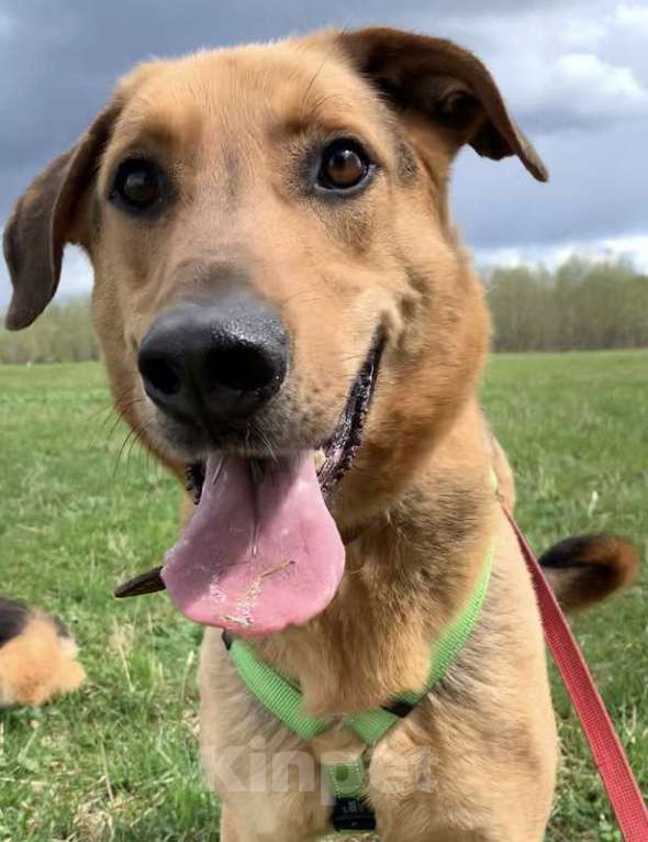 Собаки в Москве: Приютский пёс Брэд — идеальный мальчик в дар Мальчик, 1 руб. - фото 6