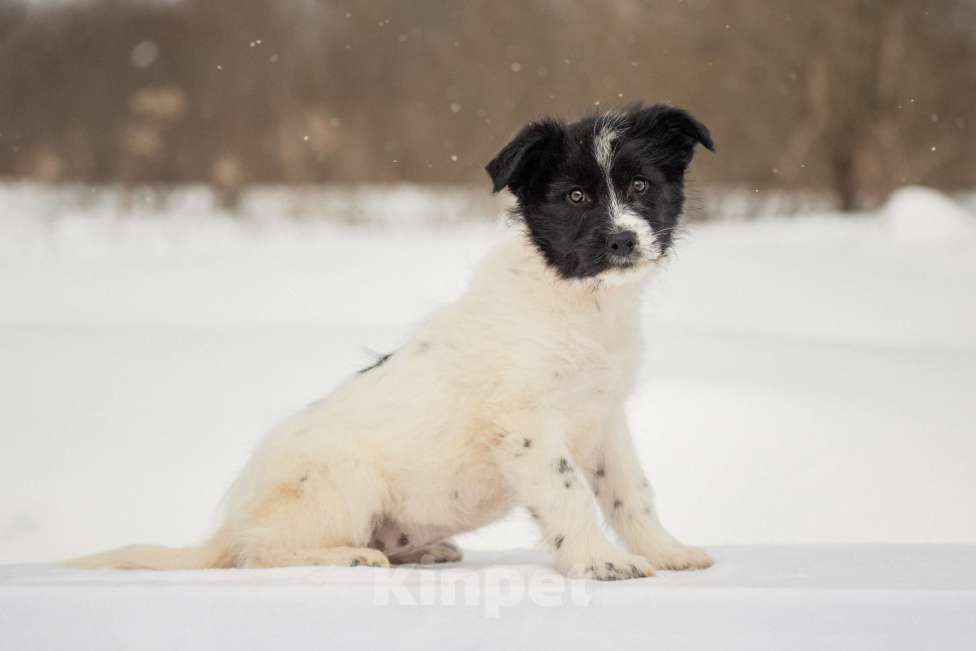 Собаки в других городах Московской области: Щенок в добрые руки Девочка, Бесплатно - фото 6