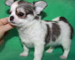 Собаки в Санкт-Петербурге: чихуахуа мальчик Мальчик, 50 000 руб. - фото 4