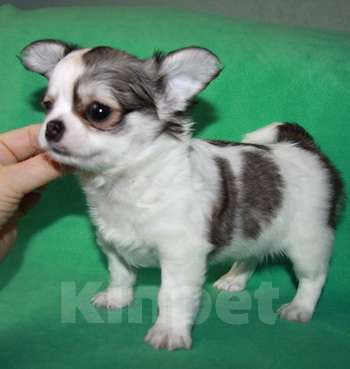 Собаки в Санкт-Петербурге: чихуахуа мальчик Мальчик, 50 000 руб. - фото 4