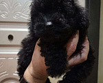 Собаки в Москве: Той-пудель black Мальчик, 40 000 руб. - фото 2