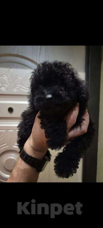 Собаки в Москве: Той-пудель black Мальчик, 40 000 руб. - фото 2