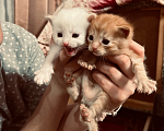 Кошки в Брянске: Рыжий котик  Мальчик, Бесплатно - фото 1