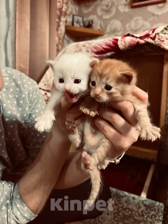 Кошки в Брянске: Рыжий котик  Мальчик, Бесплатно - фото 1