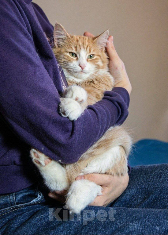 Кошки в Москве: Котенок Лир ищет дом Мальчик, Бесплатно - фото 3