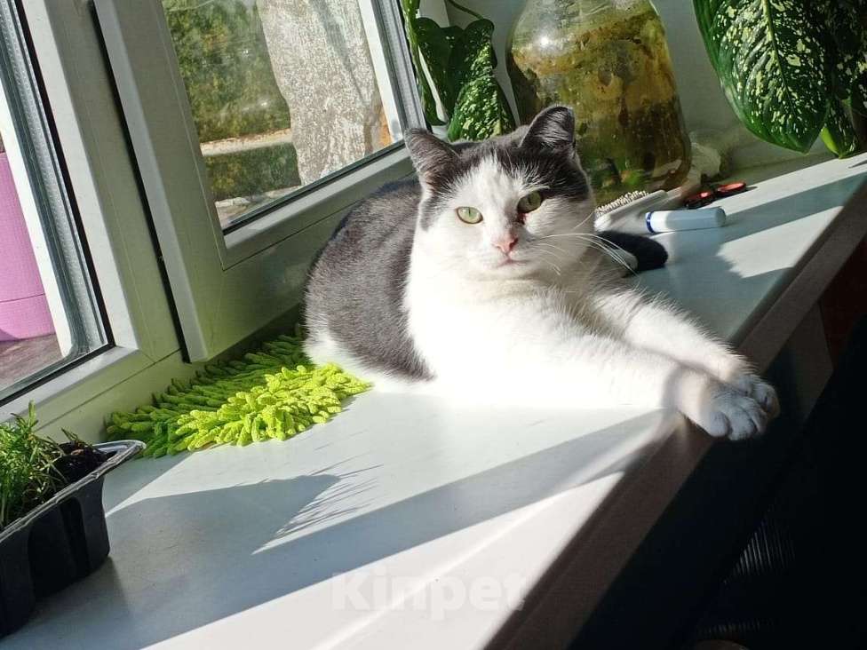 Кошки в Москве: Кассиопея пушистая фея Девочка, Бесплатно - фото 2