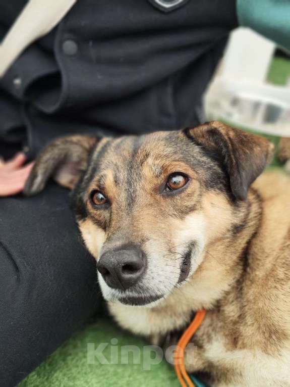 Собаки в Москве: Чаплин Мальчик, Бесплатно - фото 5